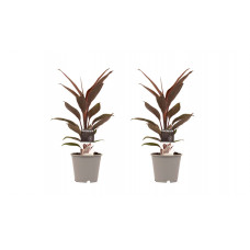 Decorum Duo 2 x Cordyline Tango