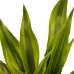 Decorum Duo 2 x Dracaena Sandriana gold