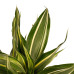 Decorum Duo 2 x Dracaena Sandriana victory met Anna taupe