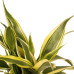 Decorum Duo 2 x Dracaena Sandriana white