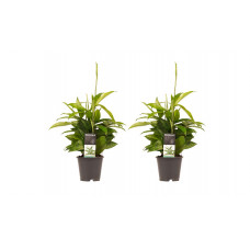 Decorum Duo 2 x Dracaena Surculosa