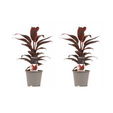 Decorum Duo 2x Cordyline Mambo