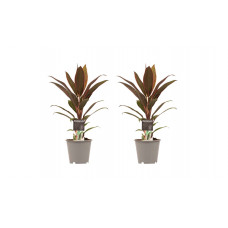 Decorum Duo 2x Cordyline Rumba