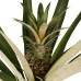 Decorum Duo 2 x Ananas Champaca