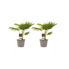 Decorum Duo 2 x Livistona Rotendifolia