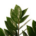 Decorum Zamio Culcas met Elho B.for soft antracite