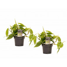 Decorum Duo Philodendron Scandens