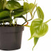 Decorum Duo Philodendron Scandens