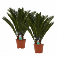 Decorum Duo Cycas Revoluta