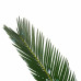 Decorum Duo Cycas Revoluta