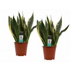 Decorum Duo Sansevieria Superba