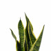 Decorum Duo Sansevieria Superba