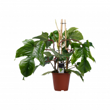 Decorum Philodendron Squamiferum  - Pyramide 