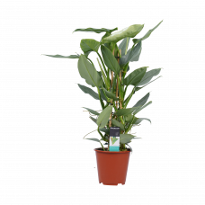 Decorum Philodendron Grey  - Pyramide 