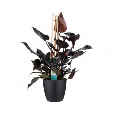 Decorum Philodendron Ruby  - Pyramide in ELHO Round (zwart)