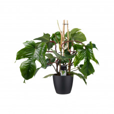 Decorum Philodendron Squamiferum  - Pyramide in ELHO Round (zwart)