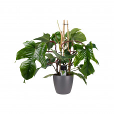 Decorum Philodendron Squamiferum  - Pyramide in ELHO Round (antraciet)