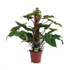 Decorum Philodendron Red Emerald