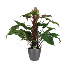 Decorum Philodendron Red Emerald met ELHO brussels antracite