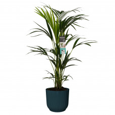 Decorum Kentia Palm in ELHO sierpot Vibes Fold (donkerblauw)