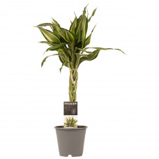 Decorum Dracaena Sandriana victory