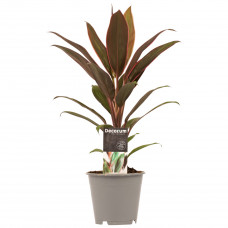 Decorum Cordyline Rumba