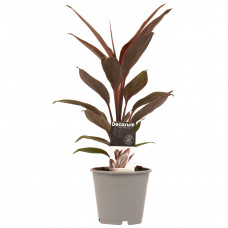 Decorum Cordyline Tango