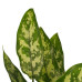 Decorum Aglaonema Maria