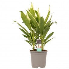 Decorum Cordyline new Conga