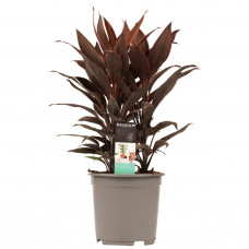 Decorum Cordyline Tango Toef