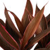 Decorum Cordyline Tango Toef