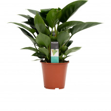 Decorum Philodendron Congo Apple