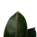 Decorum Philodendron Congo Apple