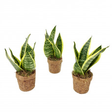 Kokodama Trio Sansevieria Yellow 