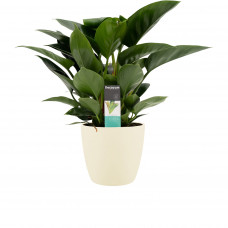 Decorum Philodendron Congo Apple in ELHO sierpot Brussels (soap)