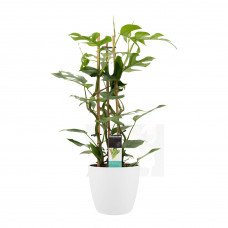 Decorum Philodendron Minima in ELHO sierpot Brussels (Wit)