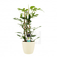 Decorum Philodendron Minima in ELHO sierpot Brussels (soap)