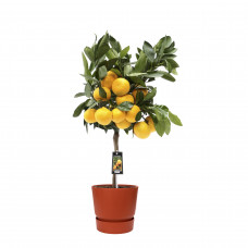 Citrus Satsuma in ELHO outdoor sierpot Greenville Rond (brique)