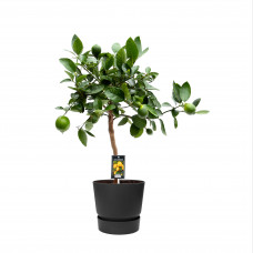 Citrus Lime in ELHO outdoor sierpot Greenville Rond (zwart)