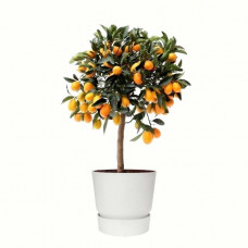 Citrus Kumquat in ELHO outdoor sierpot Greenville Rond (wit)