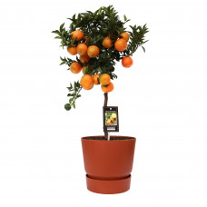 Citrus Mandarin in ELHO outdoor sierpot Greenville Rond (brique)