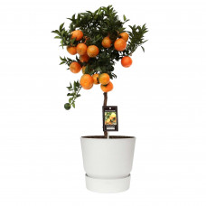 Citrus Mandarin in ELHO outdoor sierpot Greenville Rond (wit)