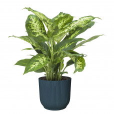 Dieffenbachia in ELHO Vibes Fold sierpot (diepblauw)