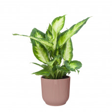 Dieffenbachia ‘Camilla’ in ELHO Vibes Fold sierpot (delicaat roze)