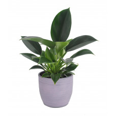 Philodendron Green Princess in Bergamo keramiek (lavendel)