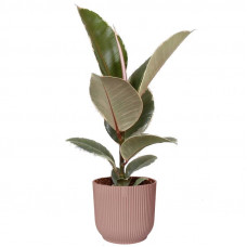 Ficus Tineke in ELHO Vibes Fold sierpot (delicaat roze)