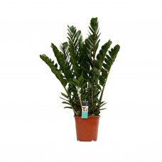 Decorum Zamioculcas