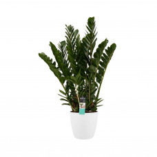 Decorum Zamioculcas in Elho Brussels Round sierpot (wit)