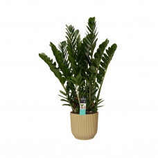 Decorum Zamioculcas in Elho Vibes Fold Rond sierpot (botergeel)