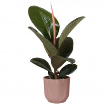 Ficus Robusta in ELHO Vibes Fold sierpot (delicaat roze)